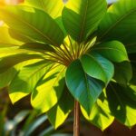 Schefflera Plant