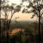 Trees & Global Warming