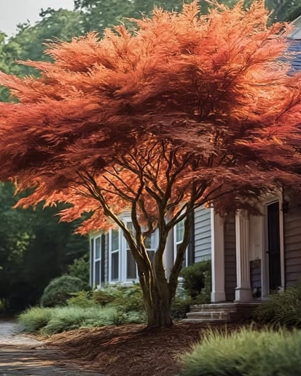 10 beautiful trees ideal for enhancing house corners.