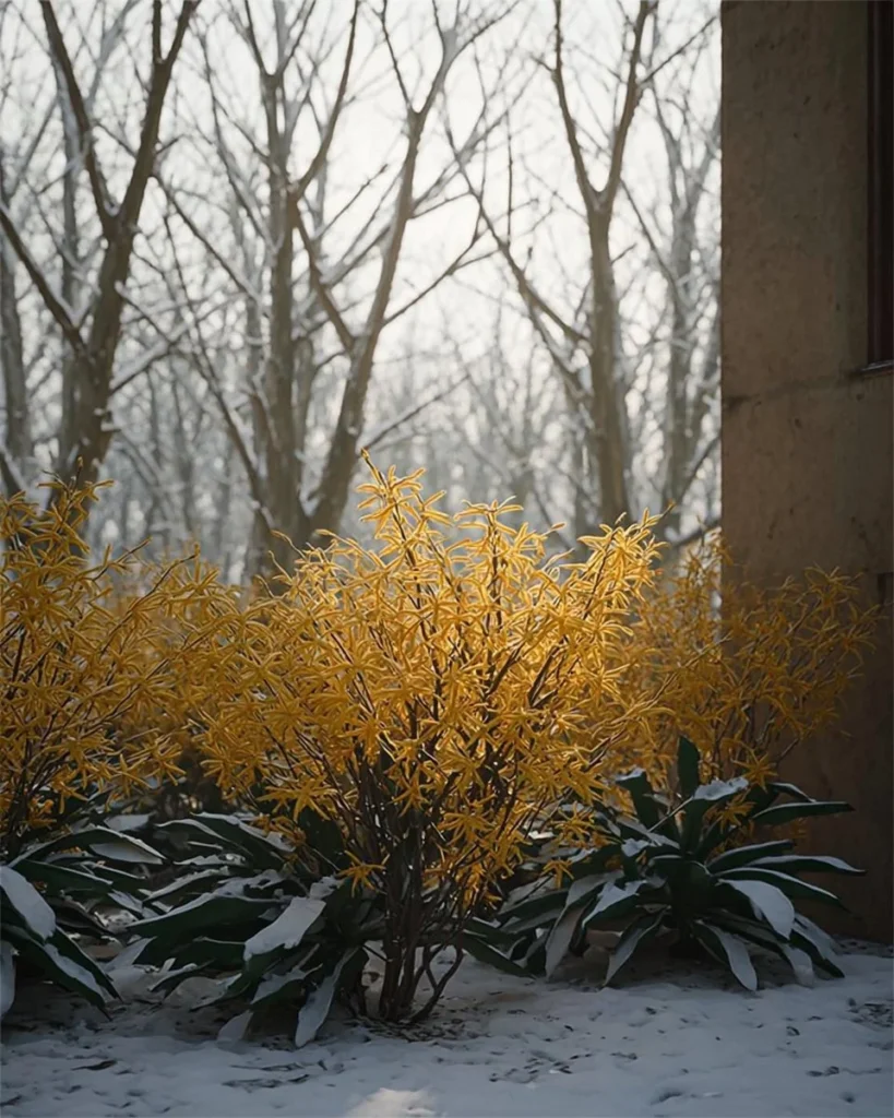 Colorful winter-hardy shrubs showcasing vibrant foliage and flowers in a snowy garden.