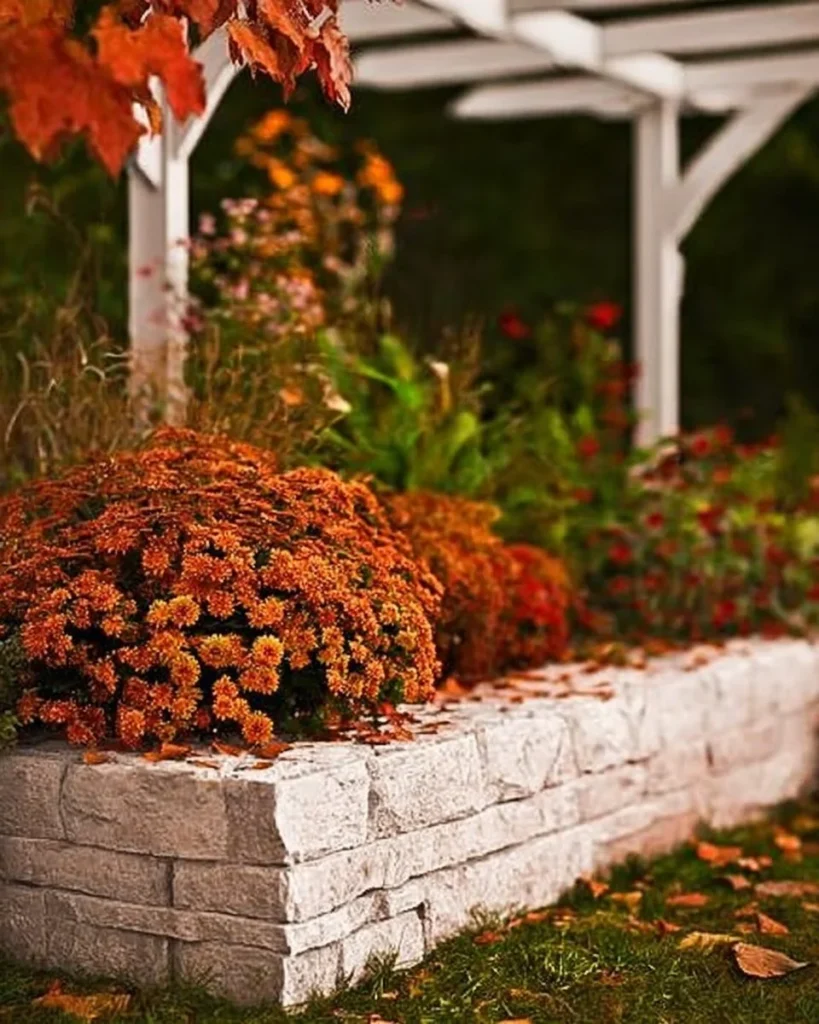 Home garden decorated with colorful mums in various arrangements
