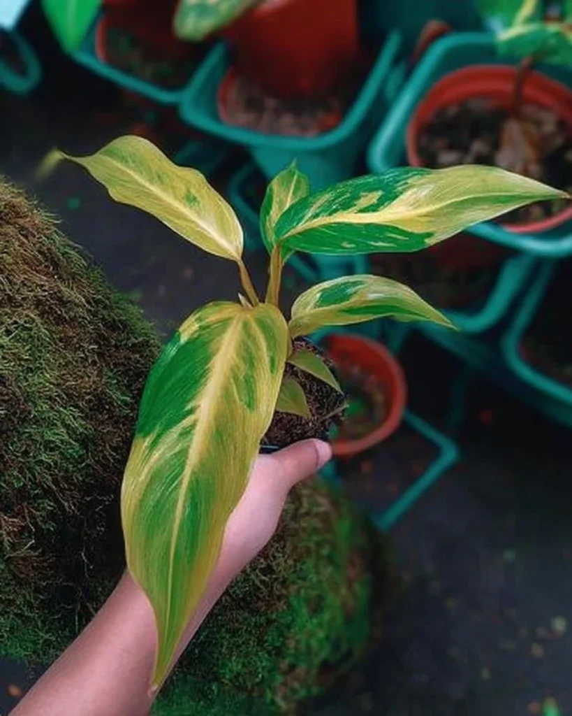 Collection of artistic plants in decorative containers for stylish home decor