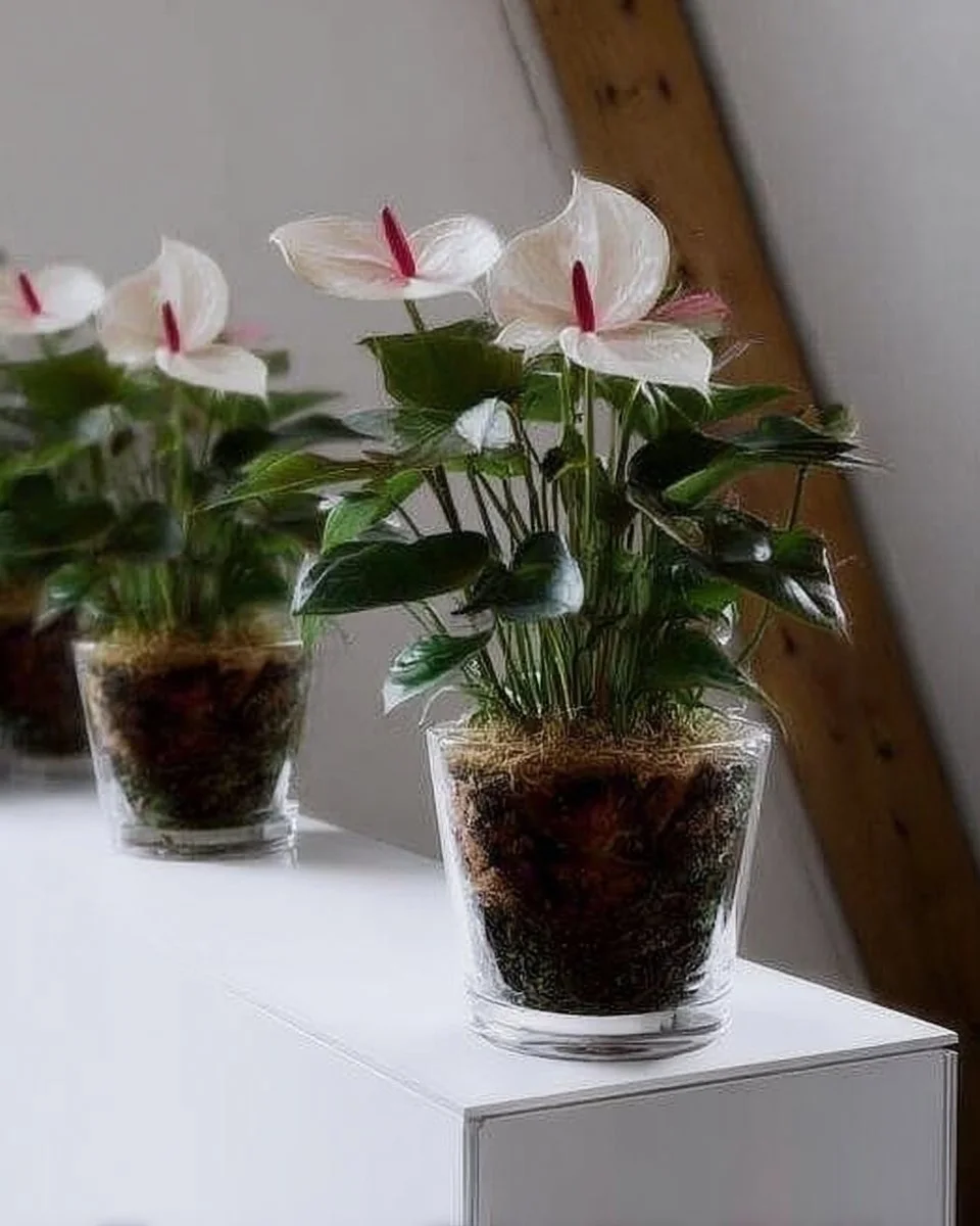 Elegant anthurium display in glass vases and bowls for home decor