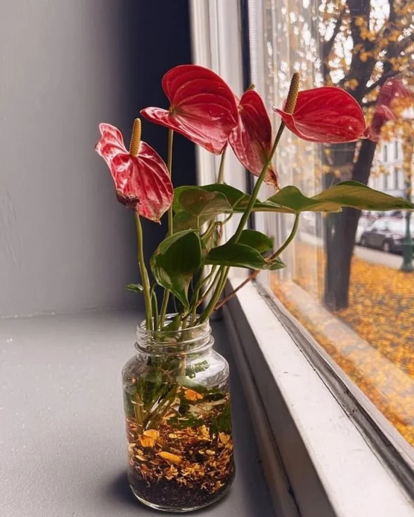Elegant Anthurium display in a clear glass vase, showcasing vibrant floral beauty.