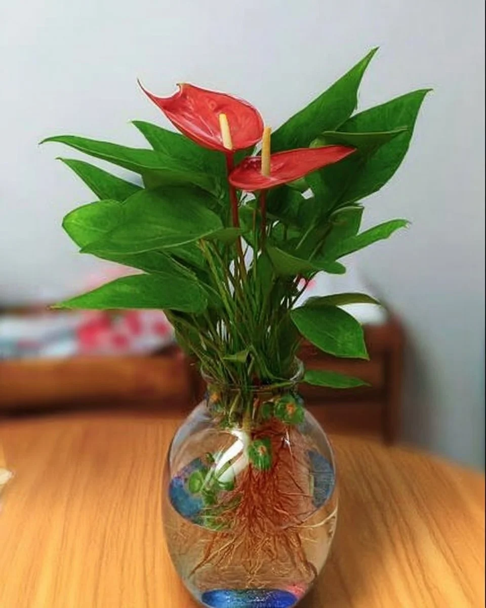 Anthurium display in elegant glass vases showcasing vibrant flowers