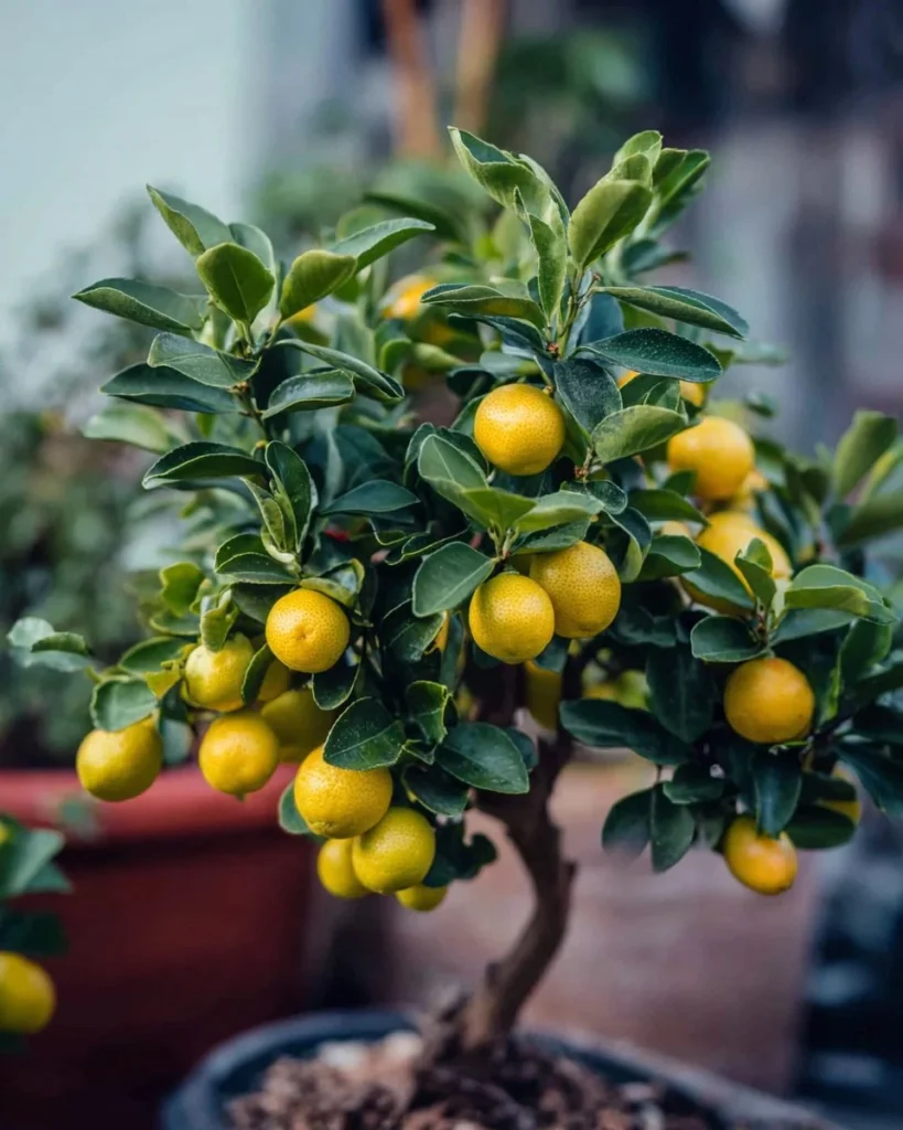 20 dwarf fruit trees suitable for small gardens and limited spaces