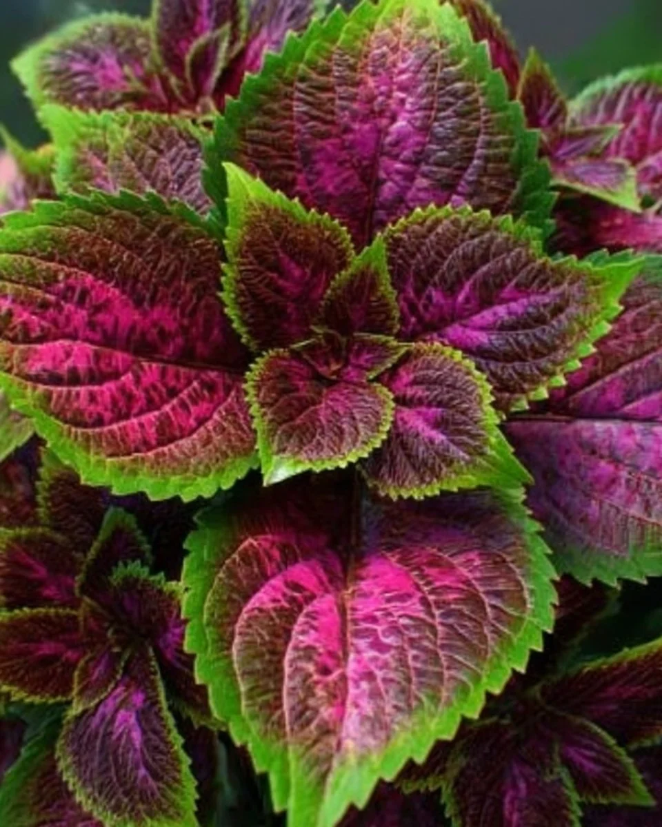 A variety of shade loving perennials flourishing in a garden shade area.