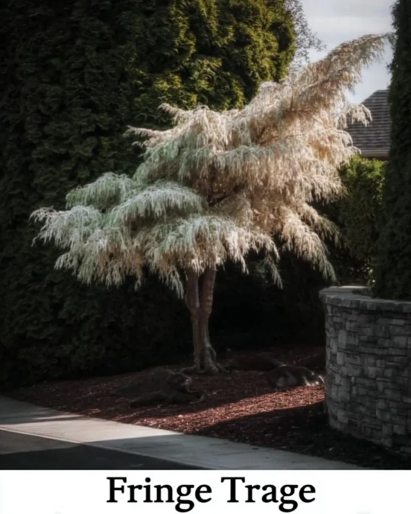 Small trees for front yards with non-invasive roots in a beautiful garden setting.