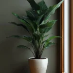 Low-maintenance indoor plants for beginners featured in Comfy Ideas