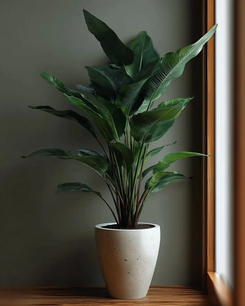 Low-maintenance indoor plants for beginners featured in Comfy Ideas