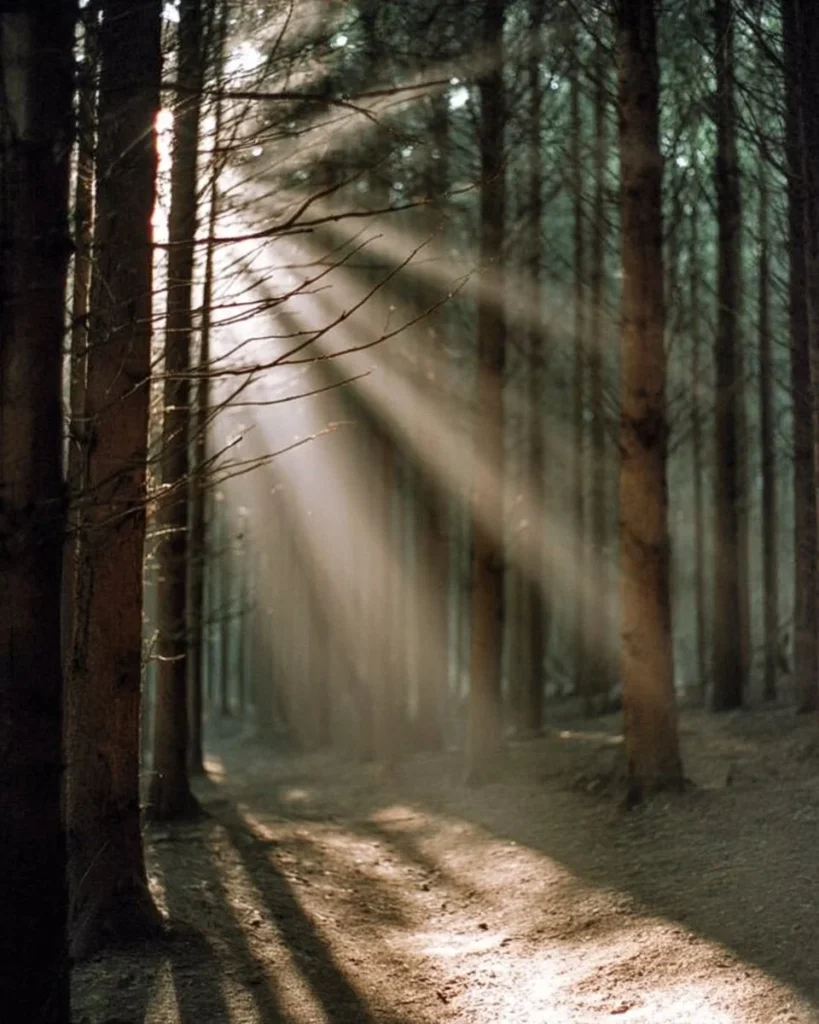 Stunning nature photography showcasing breathtaking landscapes and wildlife.