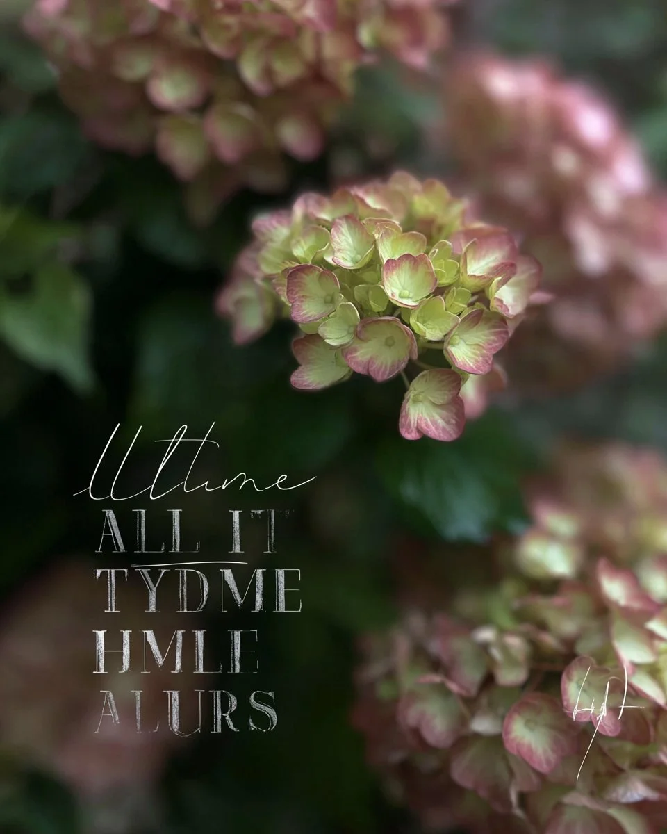 LITTLE LIME Hydrangeas showcasing vibrant green flowers in a beautiful garden setting.
