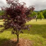 Beautiful dwarf trees under 10 feet for enhancing yard aesthetics.