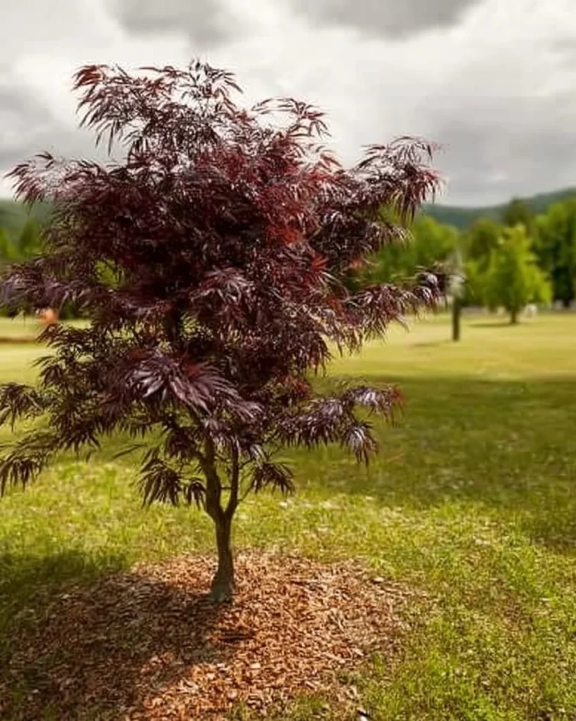 Beautiful dwarf trees under 10 feet for enhancing yard aesthetics.