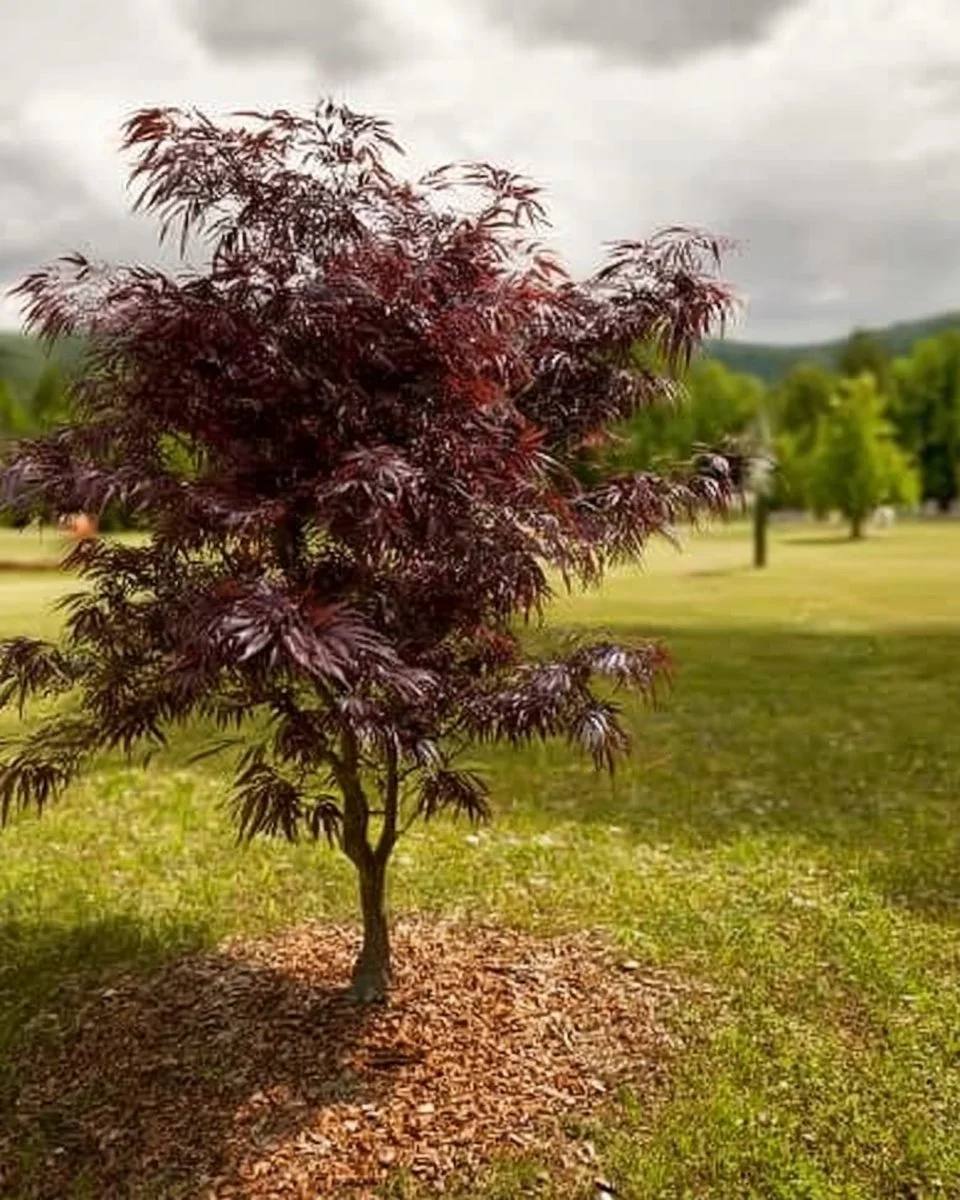 Beautiful dwarf trees under 10 feet for enhancing yard aesthetics.