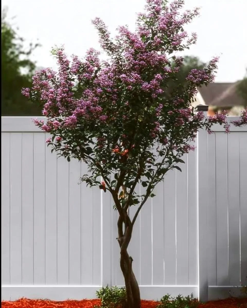 A variety of beautiful small flowering trees in bloom in a vibrant garden setting.