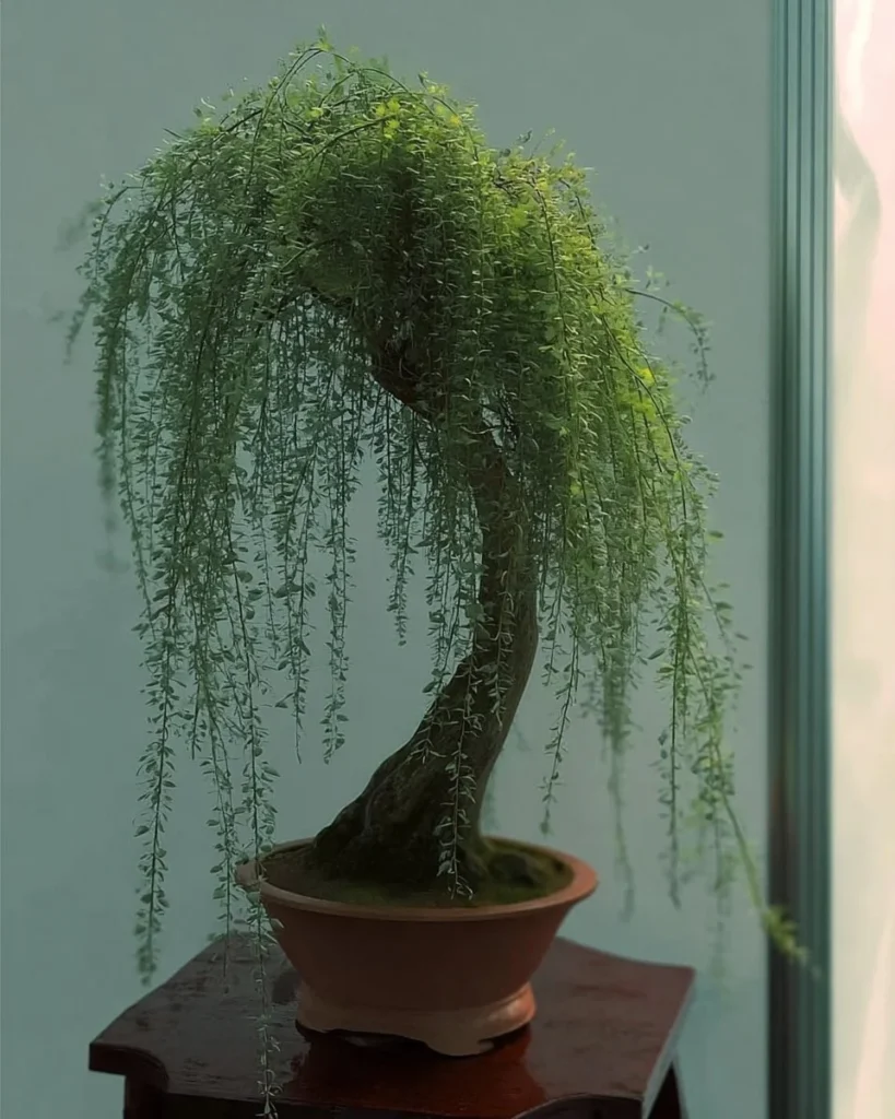 Bonsai Green Weeping Willow Tree with thick trunk cutting for bonsai cultivation