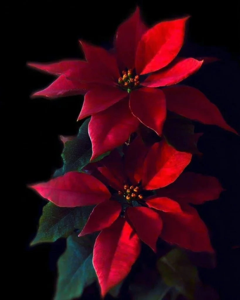 A festive arrangement of Christmas flowers, perfect for holiday decor.