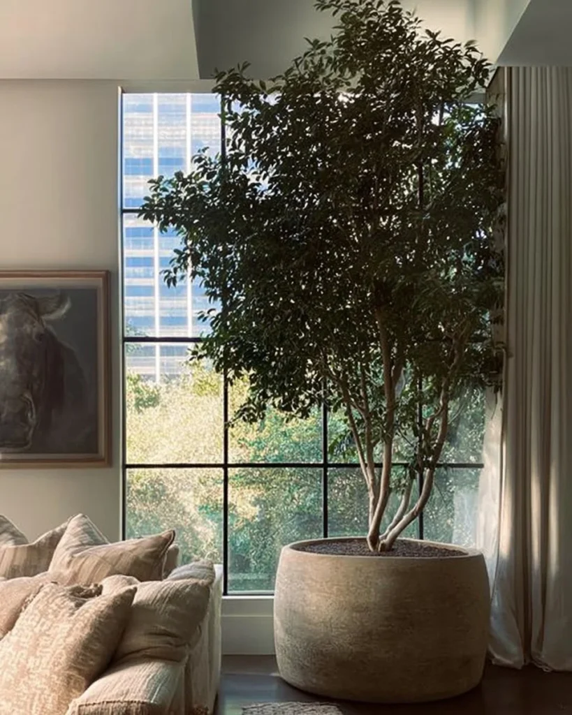 Large indoor trees enhancing home decor and indoor air quality