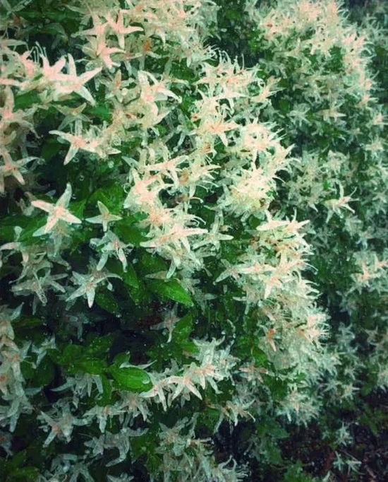 A vibrant Dappled Willow bush showcasing its unique foliage in a garden setting.