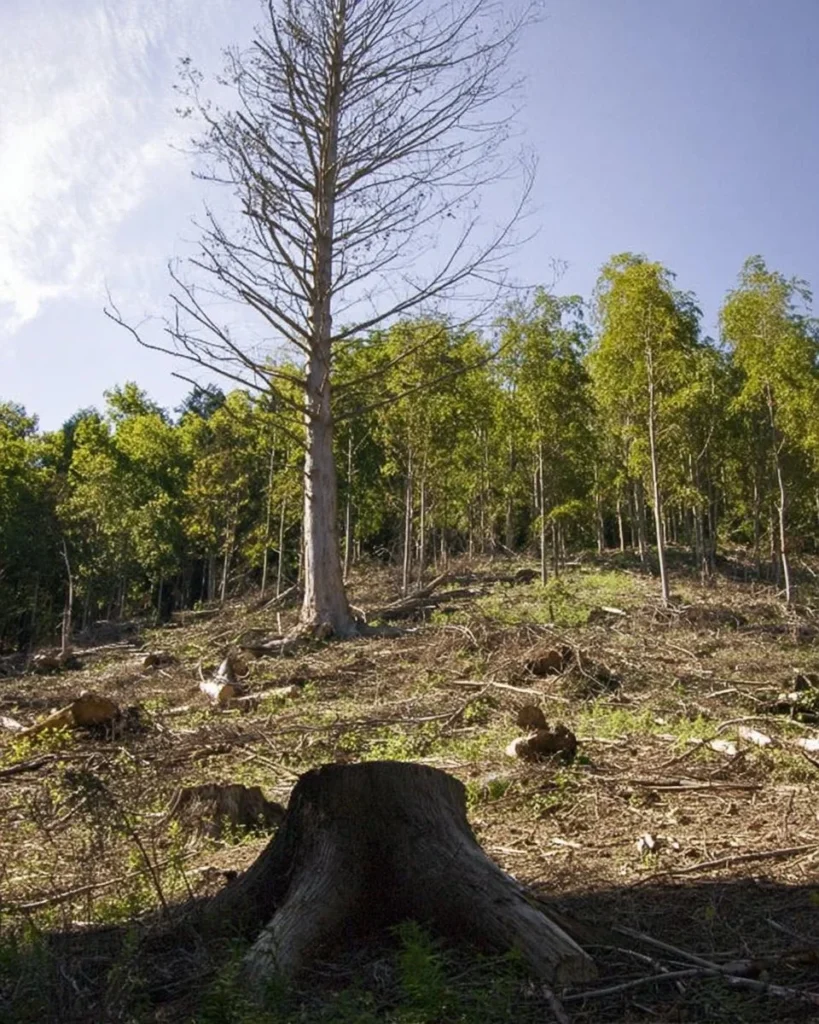Deforestation stock photo of cut trees and wooden logs in a barren landscape