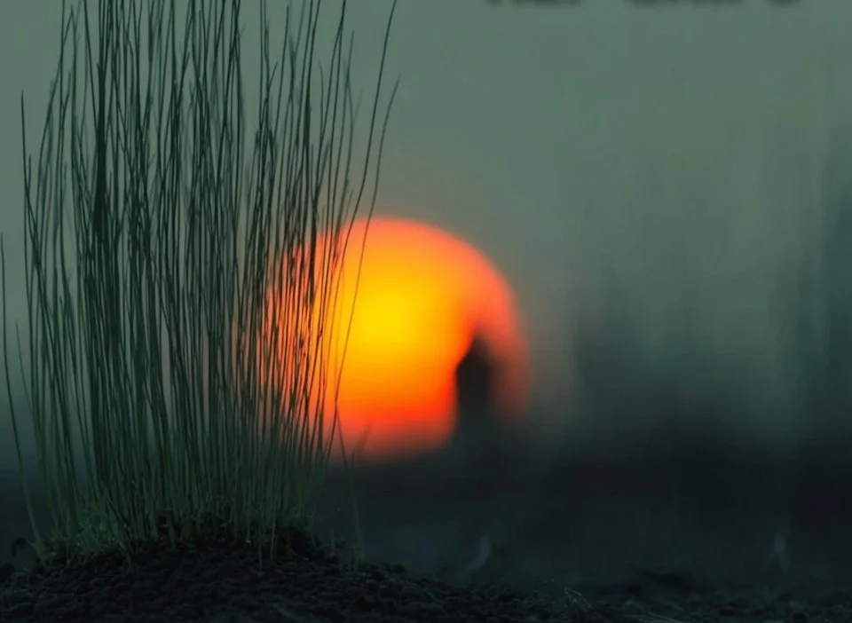 Indoor herb garden with various herbs growing year-round