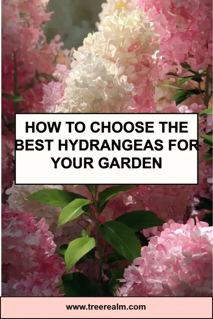 A variety of colorful hydrangeas in a well-maintained garden