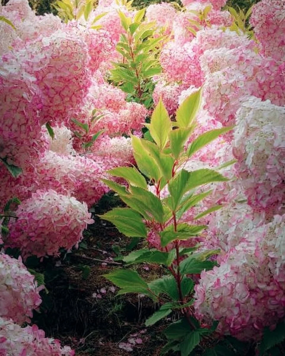 Beautiful garden showcasing the best hydrangeas in full bloom