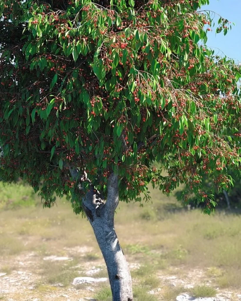Healthy fruiting cherry trees in a lush garden setting.