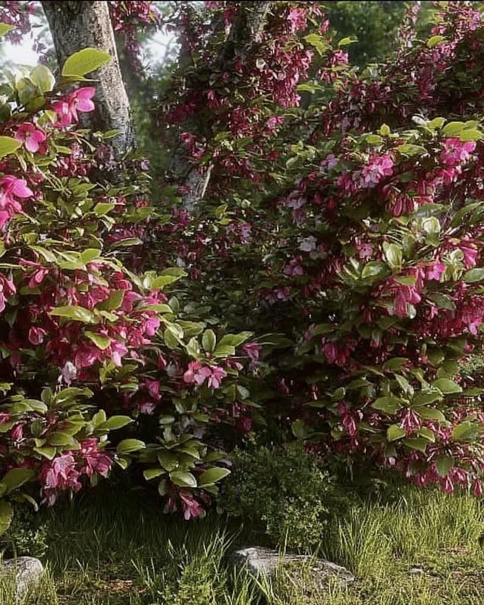 Blooming Weigela shrubs in a colorful garden setting.