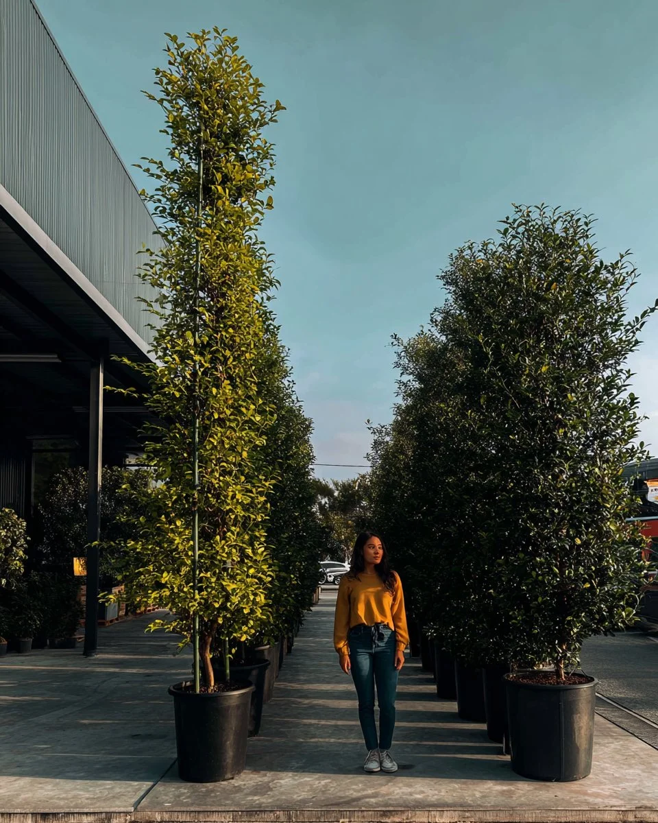 Indian Laurel Columns offering privacy and greenery for gardens