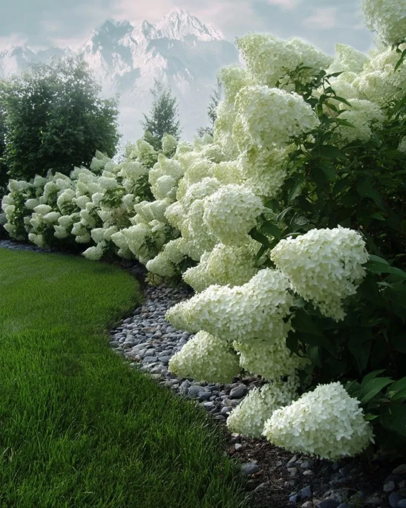 Limelight hydrangeas in full bloom showcasing their vibrant white and green colors.