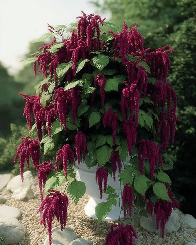 Love-Lies-Bleeding Amaranthus seeds for vibrant annual flower gardens.