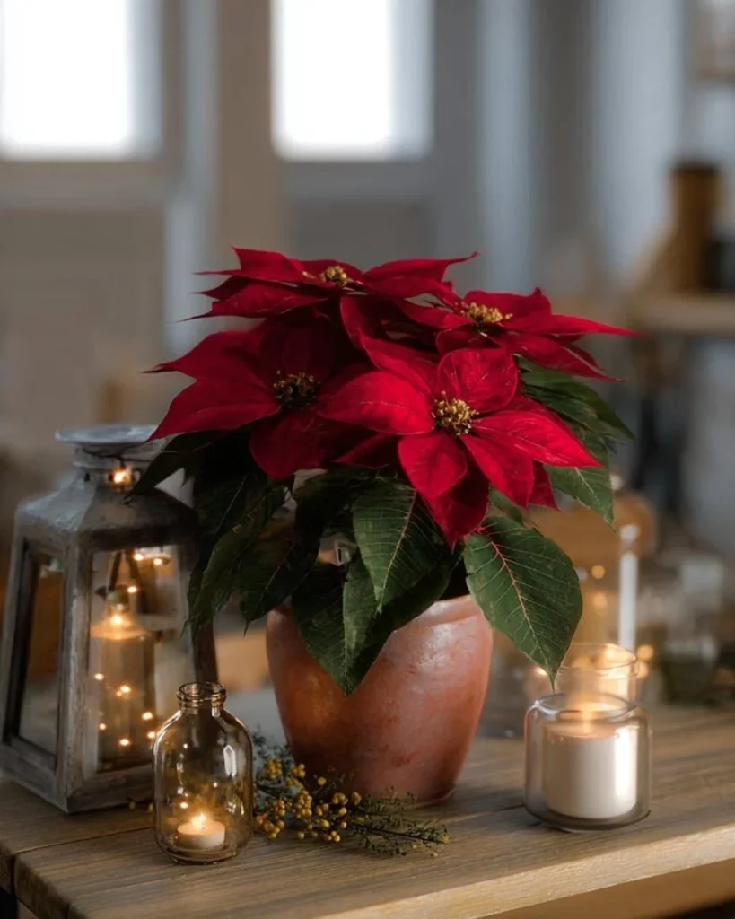 Beautiful poinsettia centerpiece enhancing a holiday table setting