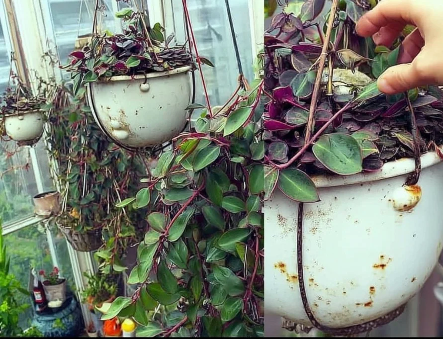 Pruned Wandering Jew plant showcasing bushy growth and vibrant colors.