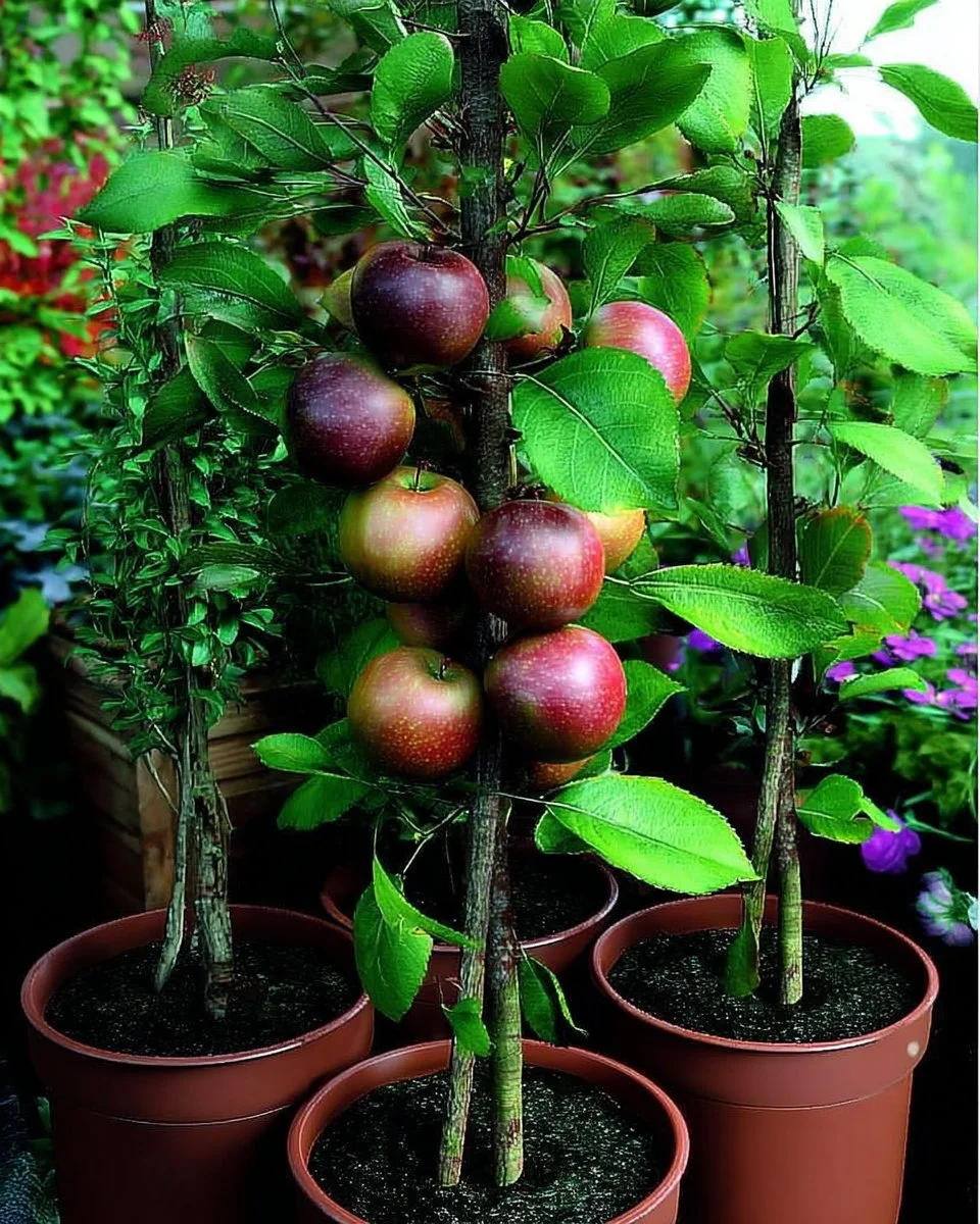 Diverse fruit trees ideal for small garden spaces.