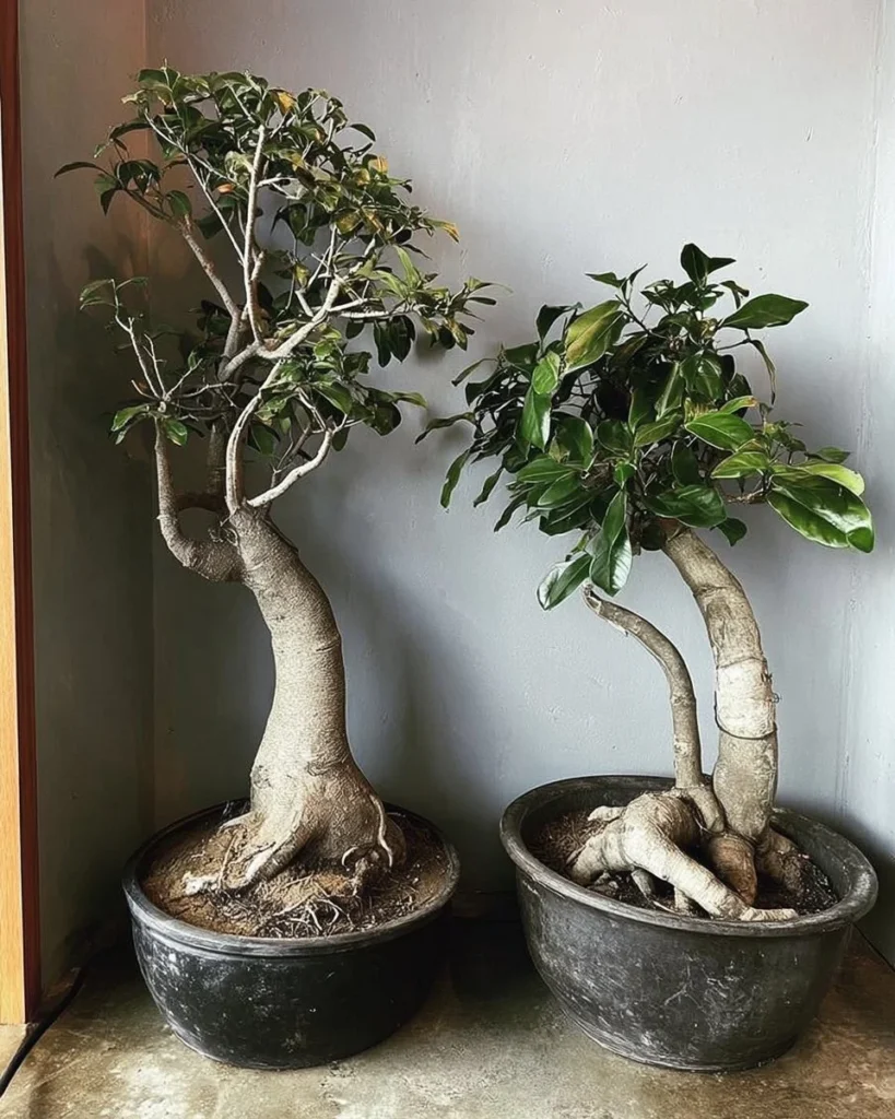 House plants display at The Potted Earth Co. showroom for home and office decoration.