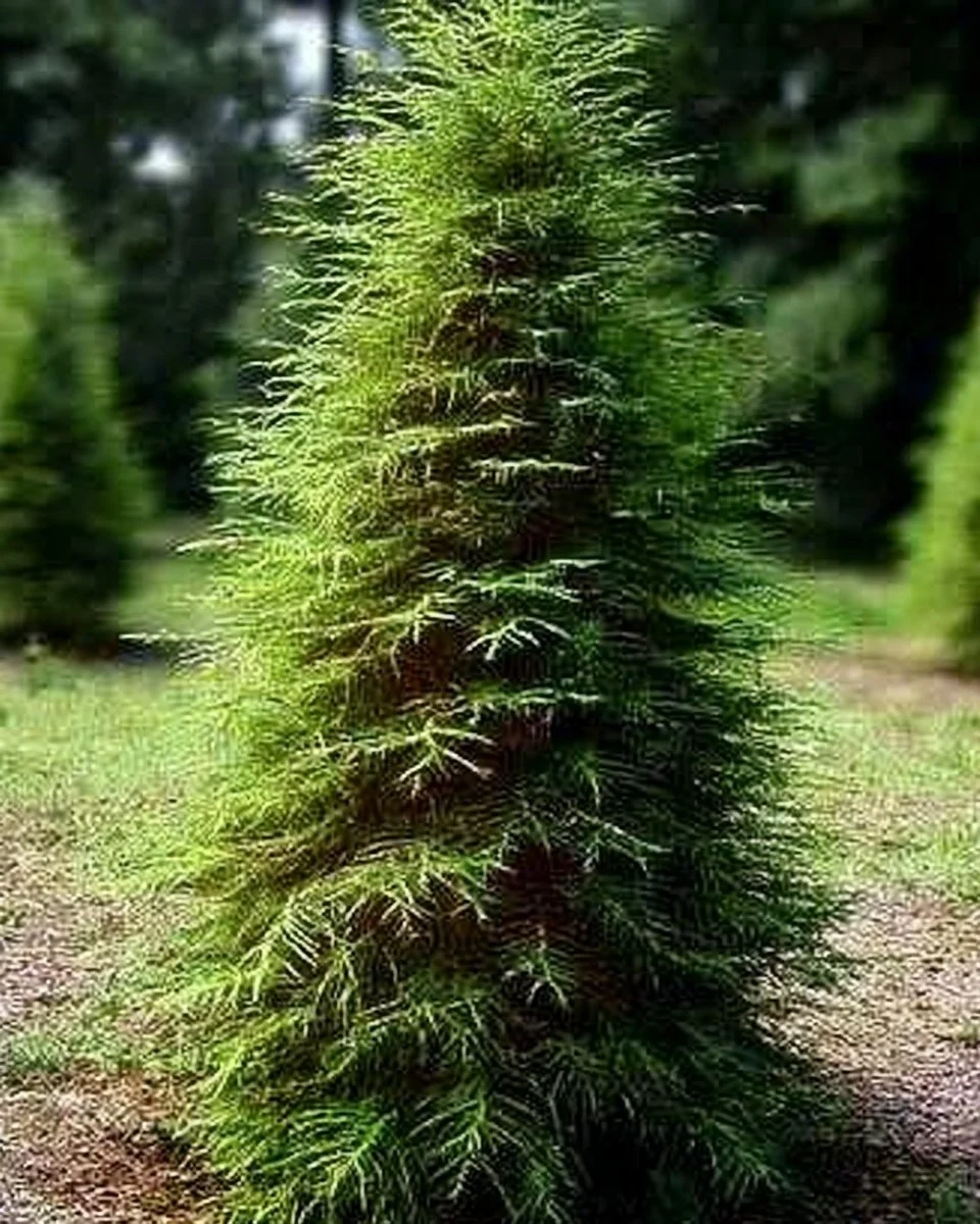 Diverse selection of shady trees suitable for garden planting in low-light areas.