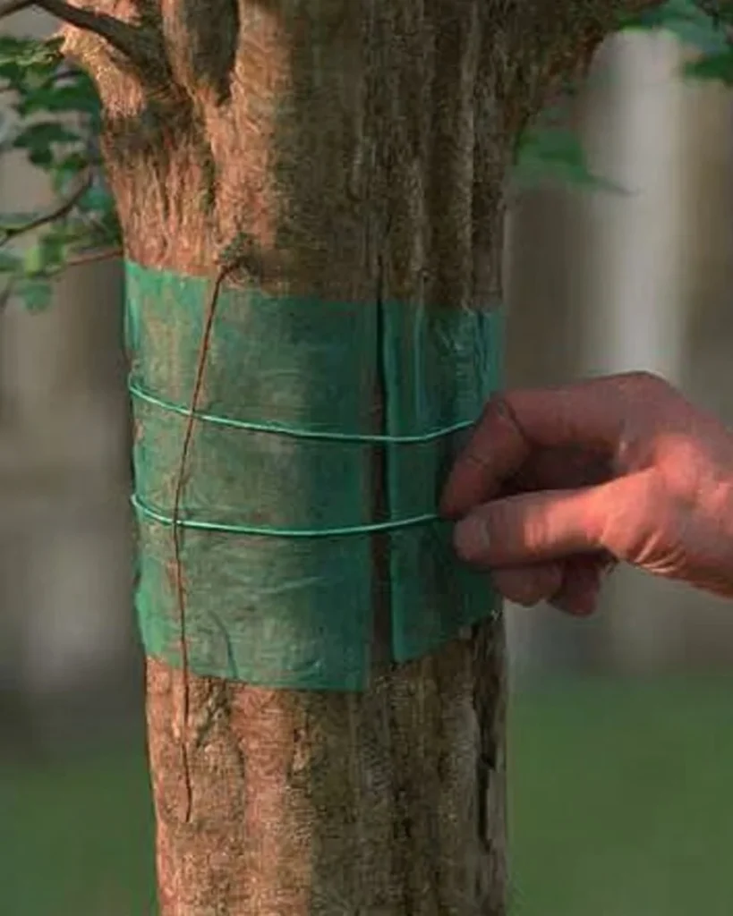 Winter care tips for healthy fruit trees in cold weather