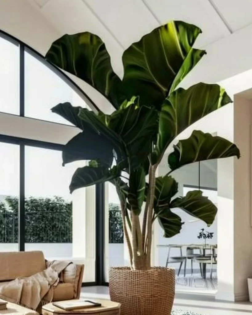 Selection of the best large indoor house plants for stylish home decor