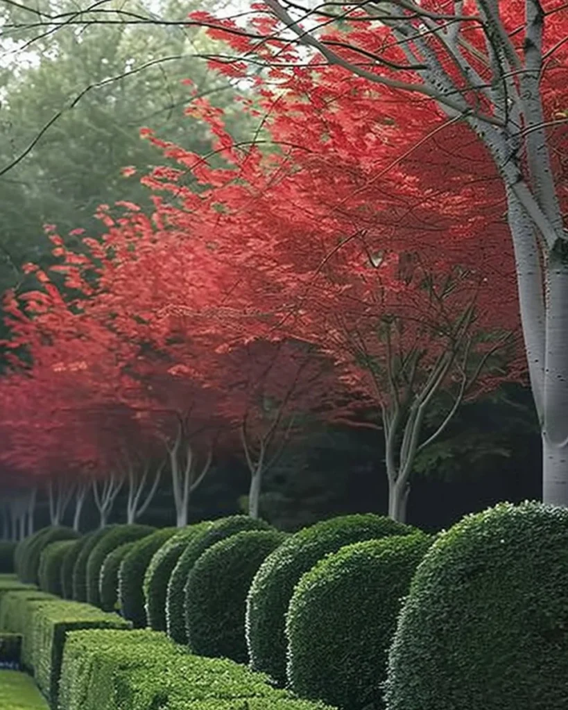 10 best trees for creating natural fencing solutions in your garden