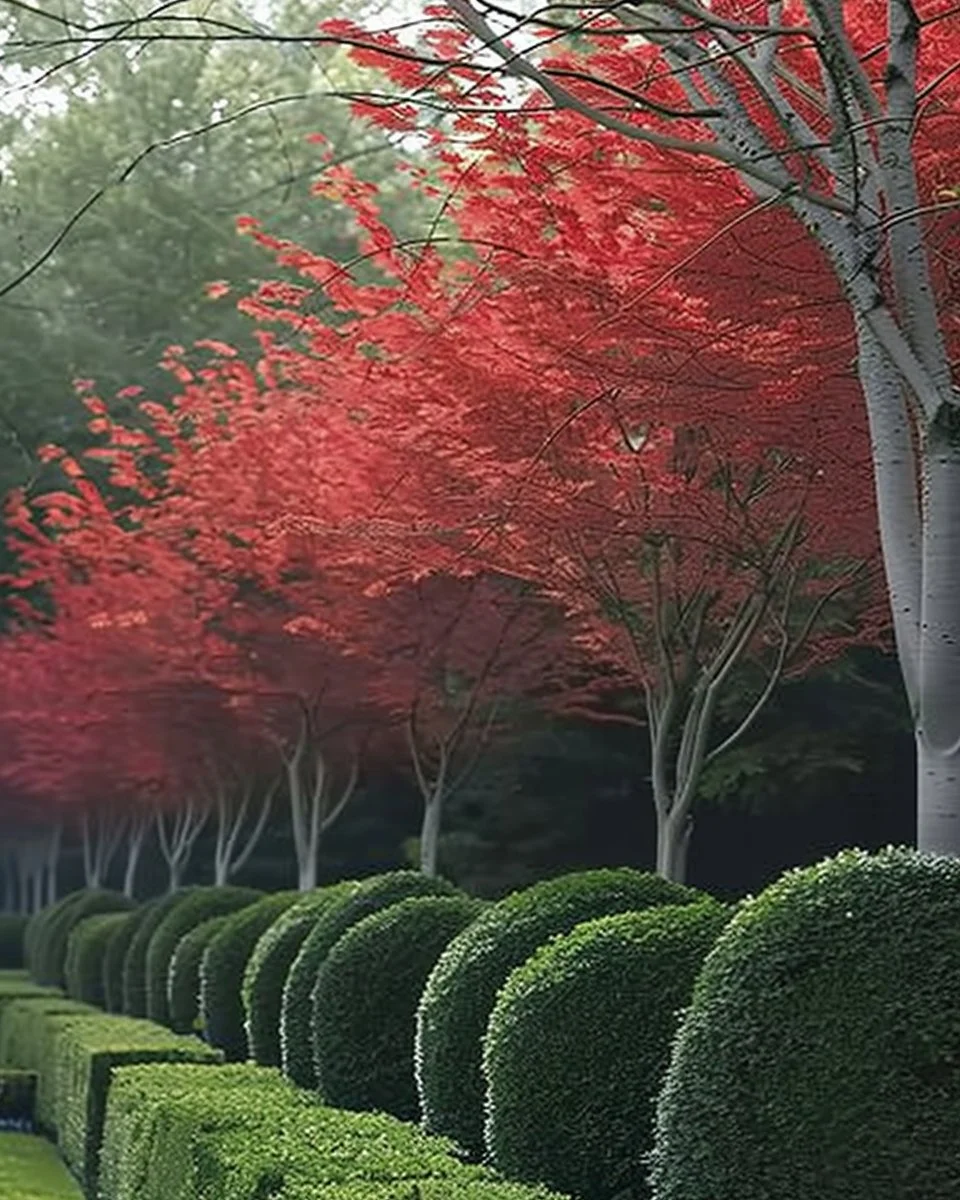 10 best trees for creating natural fencing solutions in your garden