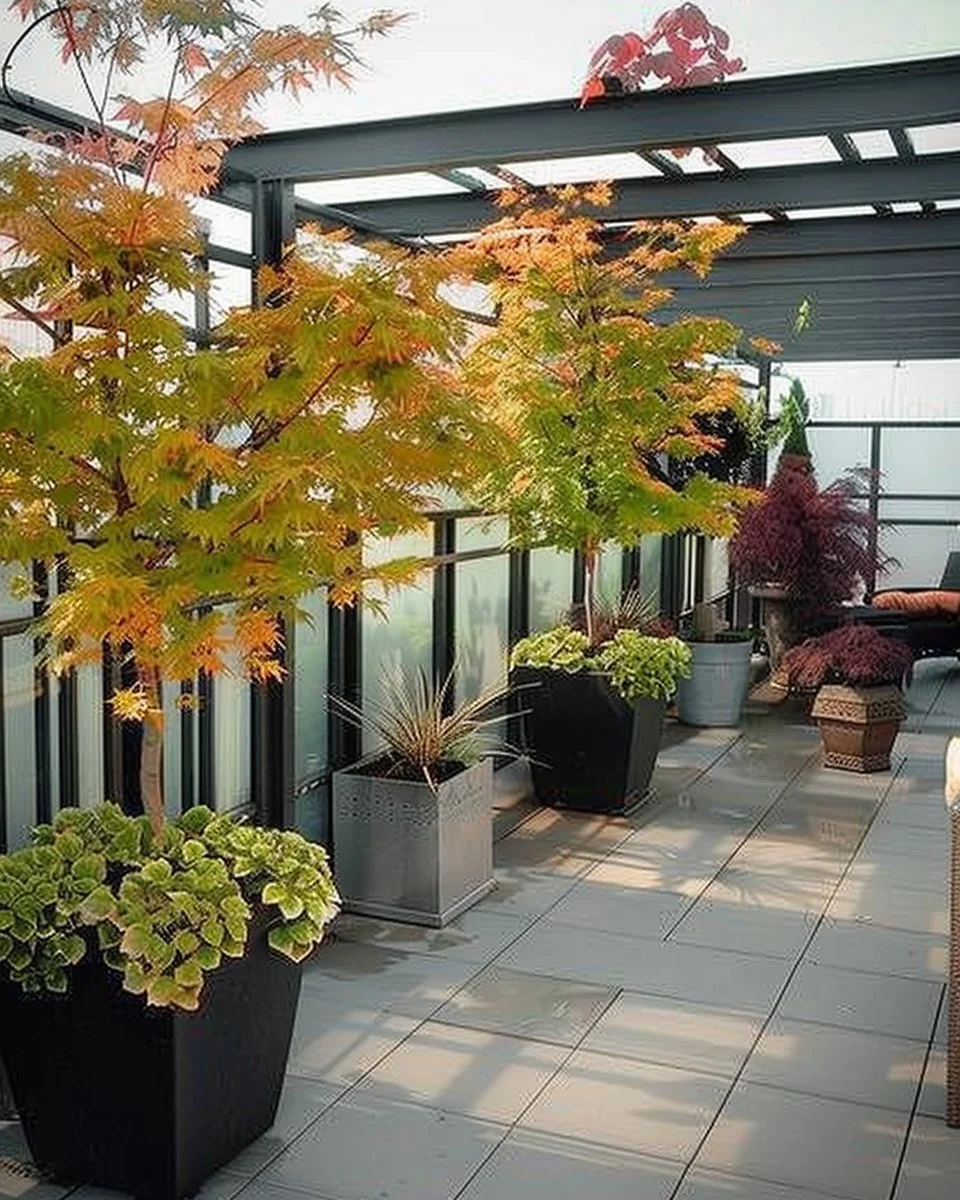 10 Top Trees to Grow in Containers