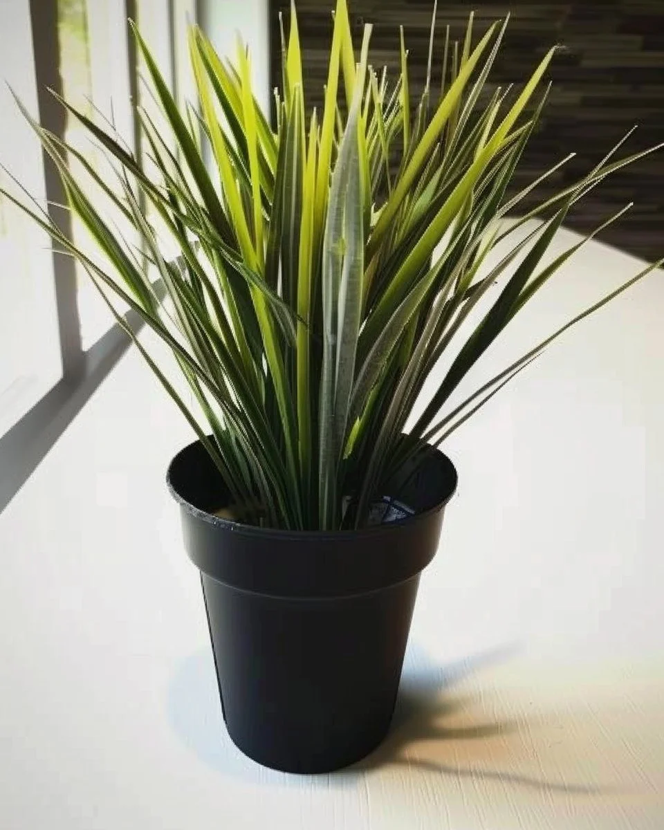 11 Best Houseplants For Beginners - Raising Time