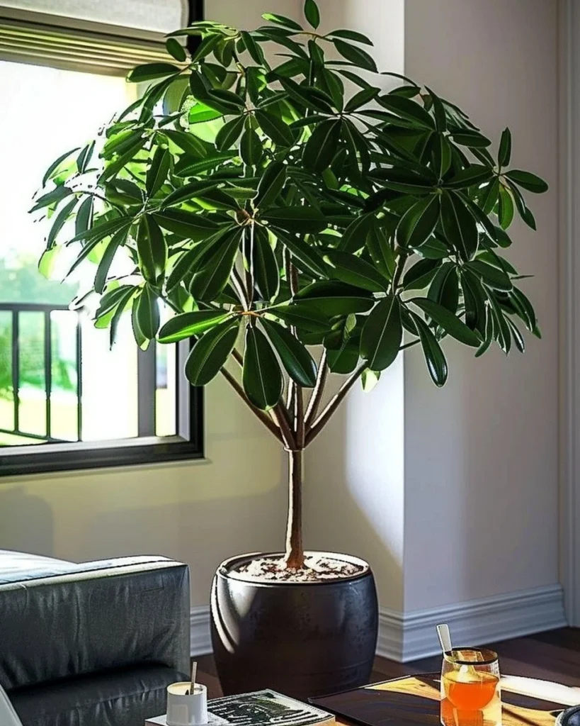 A variety of indoor tree plants for home decor and air quality improvement