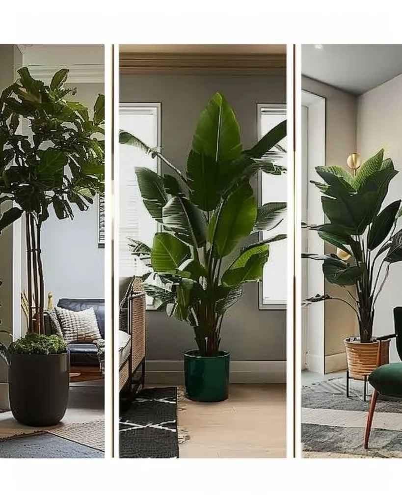 A variety of the best indoor trees for home decor and air purification