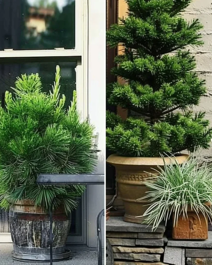 Collection of 11 potted trees ideal for enhancing patios and outdoor spaces.