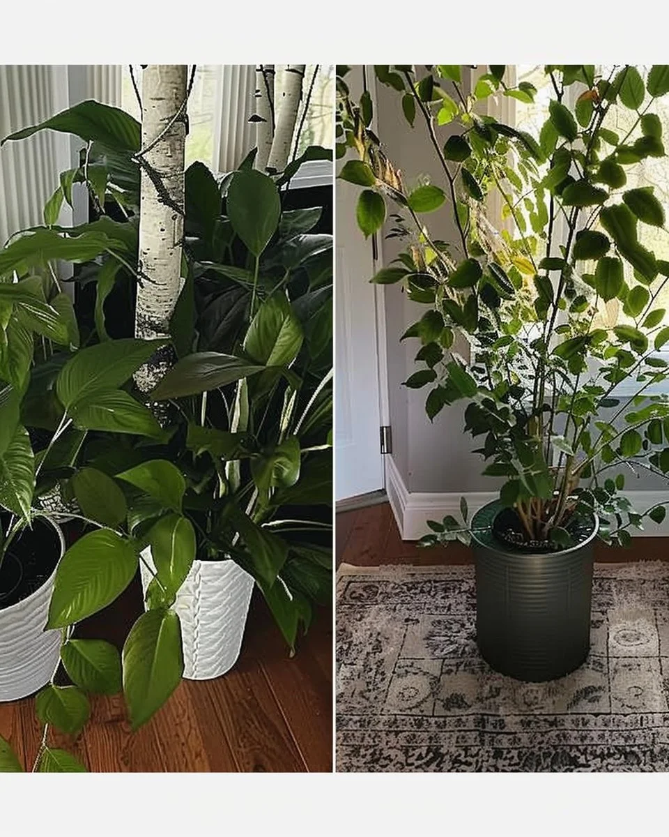 12 best houseplants that promote better sleep