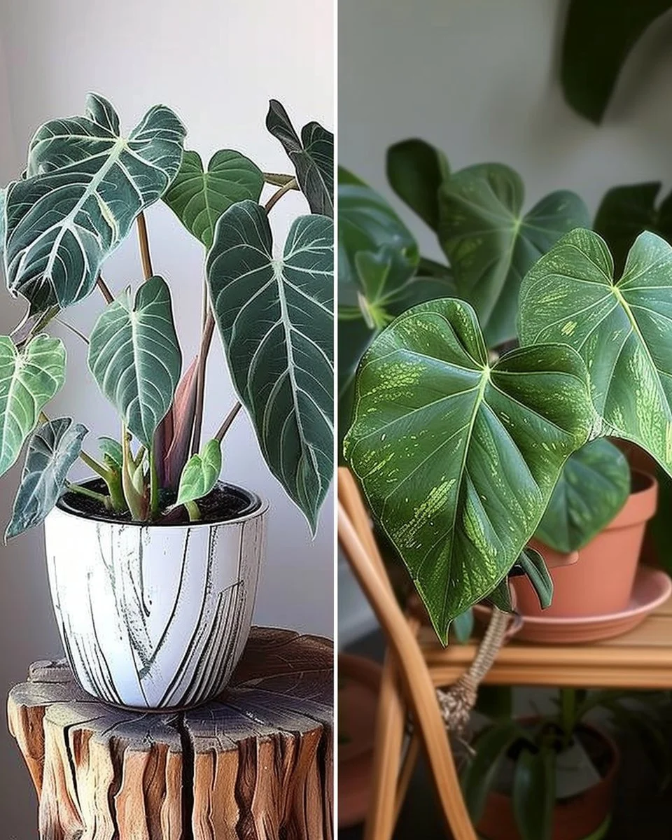 12 Easiest Houseplants Anyone Can Grow 🌱