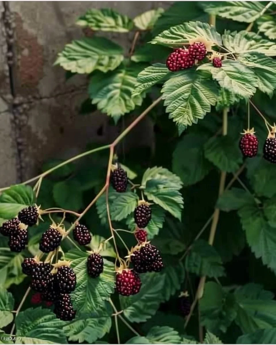 A variety of edible perennials ready for planting in a sustainable garden.